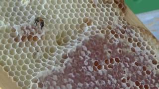 Beetle Barriers in the Apiary, they control, prevent and stop small hive beetles Update #2
