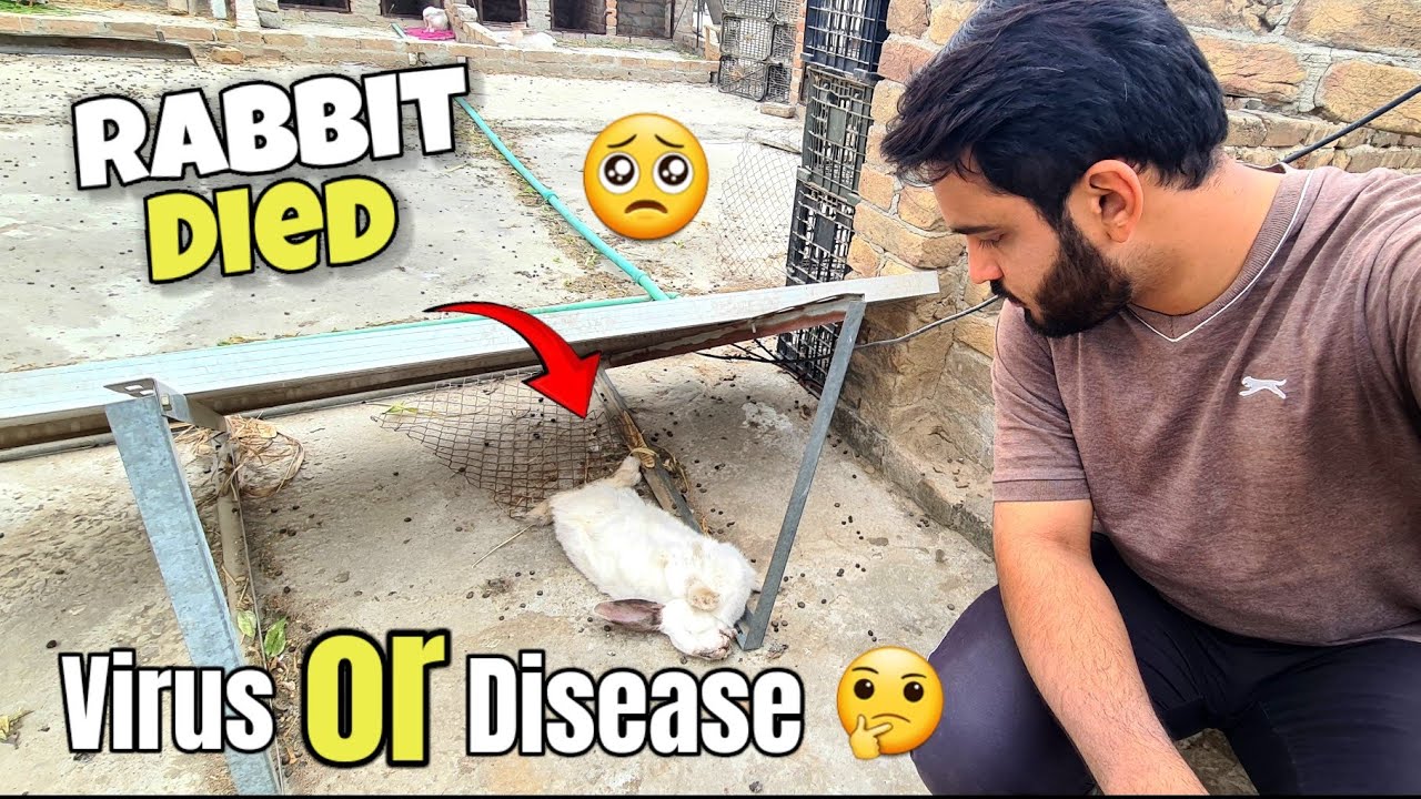 Dead Female Rabbit Californian female Rabbit died 😢 Solution of Virus/Allergy | Virus ...