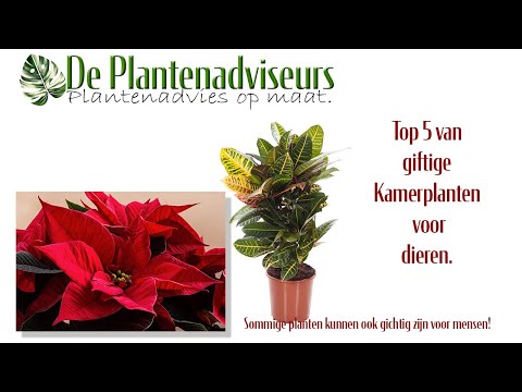 Video: Gevaarlijke planten voor mijn honden