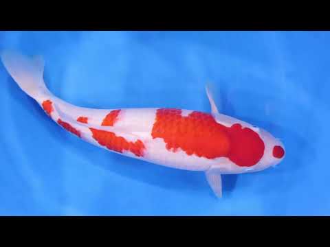 GK-1401 - Kohaku - Dainichi Sansai Female