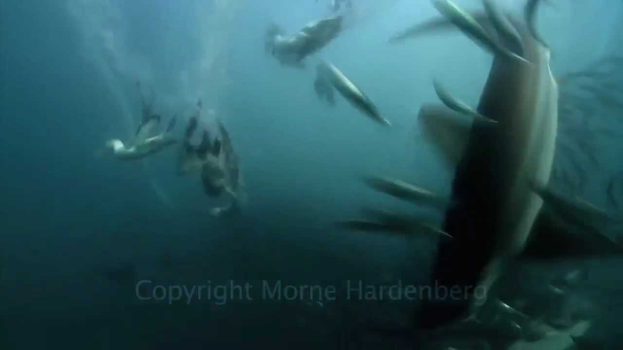 sardine run 2012