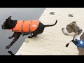 Don&#39;t Forget to Water The Dog  🐶🚿 Funny Dog Videos