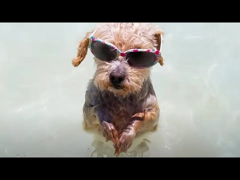 Don't Forget to Water The Dog  ?? Funny Dog Videos