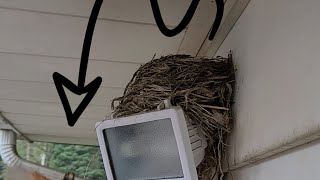 Robin delivers worms to hungry baby birds.