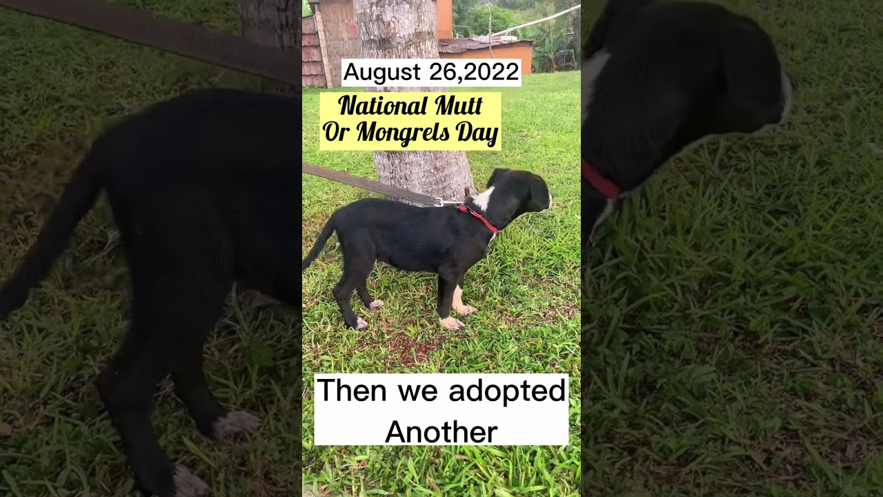 National Mutts Day 