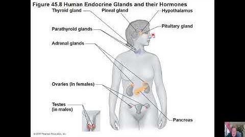 ch 45 hormones and endocrine system