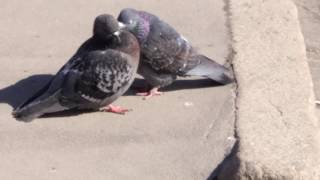Голуби целуются - Pigeons are kissing