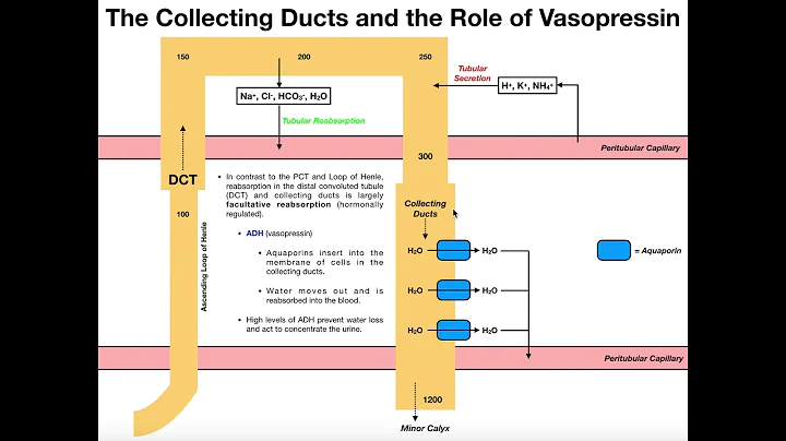 Functions & Histology of the Distal Convoluted Tubule & Collecting Ducts