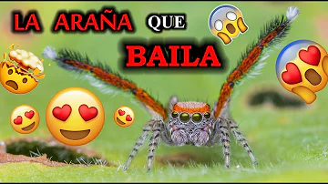 ¿Cuál es la araña más bonita?