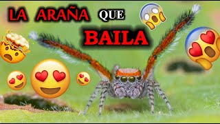 Saitis barbipes, la araña más bonita de Europa 😱😍