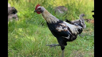 Beautiful Hmong Chickens - Hmoob Yug Tsiaj Qaib