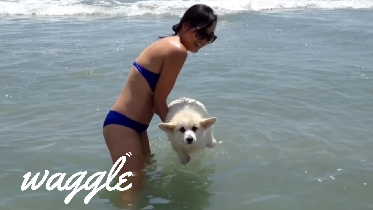 persami smp Best of Corgis | Try Not to Aww Challenge | Dog Videos