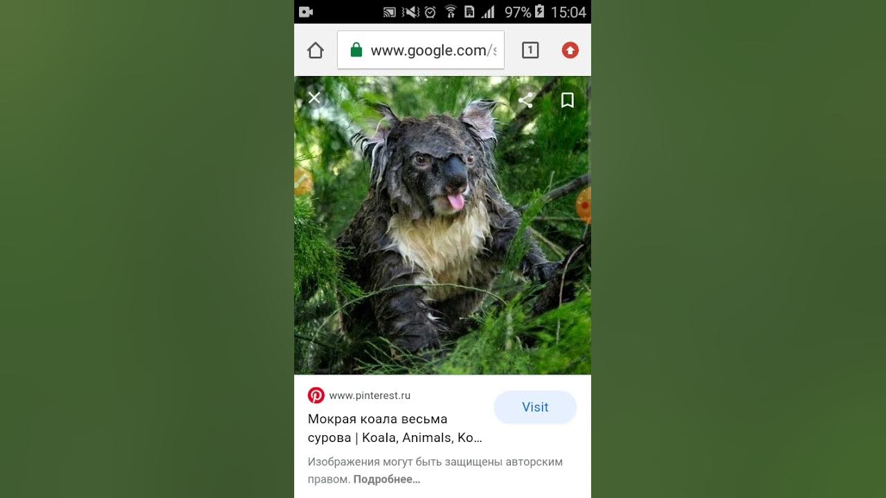 Мокрая коала нельзя гуглить. Мокрая коала нельзя гуглить