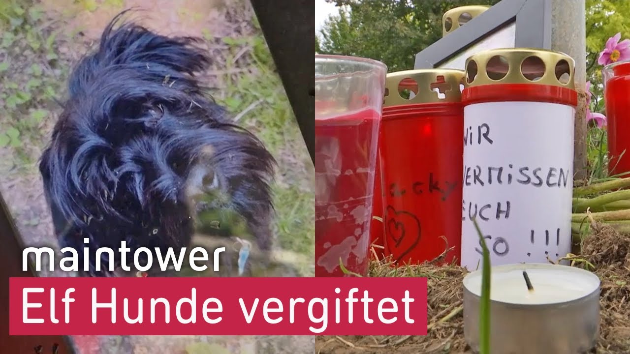 Hundehasser vergiftet in Frankfurt mindestens elf Hunde | maintower