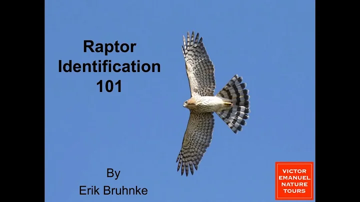 Raptor Identification 101 with Erik Bruhnke