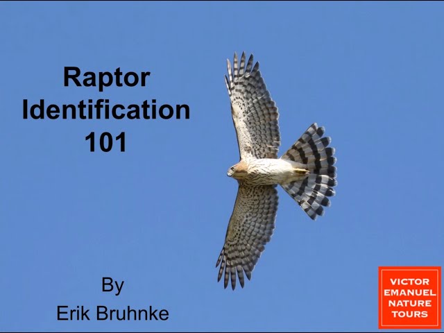 How to identify birds of prey