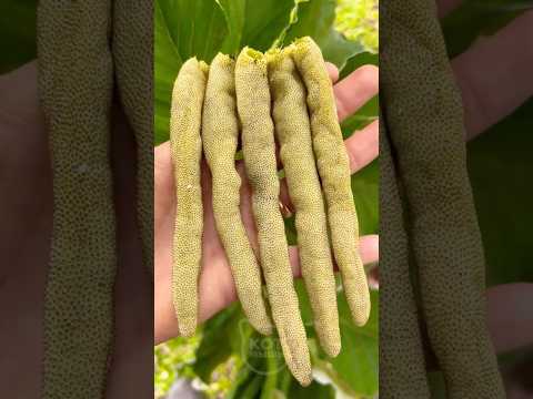 ЭТОТ ПЛОД По Вкусу напоминает Мармелад #шортс