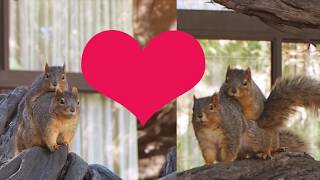 Seasonal🐿Fox Squirrels Trying to Mate❤️ラブラブリスMating