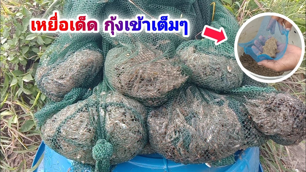 ดักกุ้งหมายเด็ด เหยื่อเด็ดเข้าเต็มๆพร้อมวิธีทำเหยื่อ Ep.264