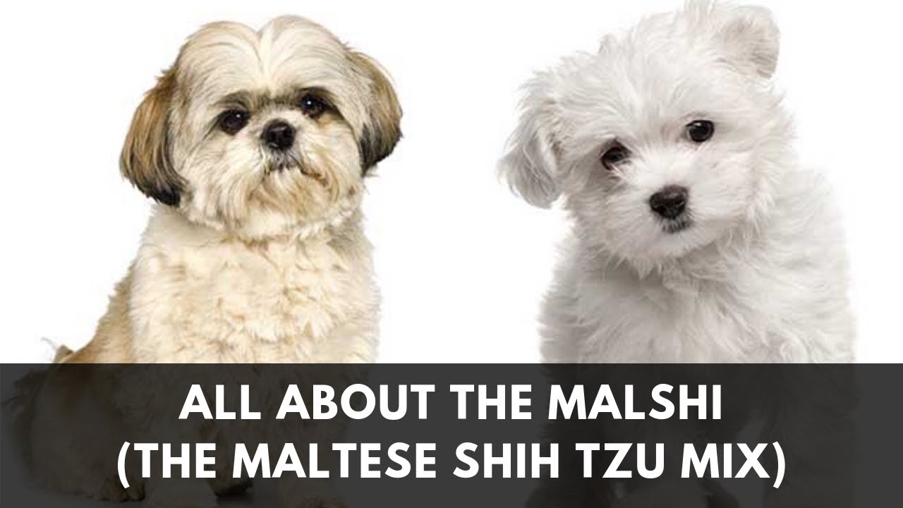 maltese mixed with a shih tzu
