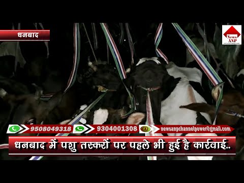 धनबाद जीटी रोड पर चल रहा गौ तस्करी का भांडाफोड़..कब थमेगा गौ तस्करी का खेल...