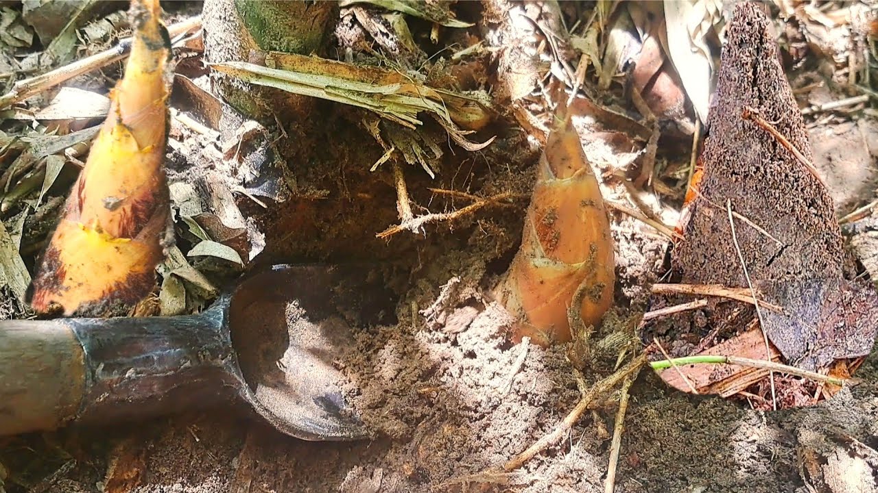 ป่าแรกเกือบขายหน้า‼️ป่าสองปานนางฟ้า‼️อวบๆงามๆ😱😱😱19ก.ค68