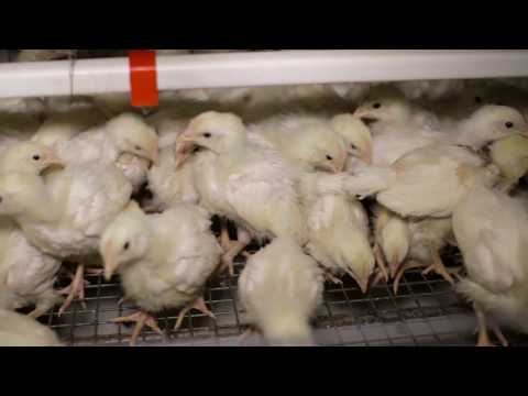 Video: Maskiner Til Salg Af Kød Kan Være Din Nye Slagter Uden Kontakt