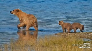 Katmai Bears 7-26-26.  Bear #610 and Her Two Spring Cubs Roam the Spit.  explore.org