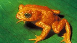 Kurbağa Sesi Kurbağa Ses Efekti