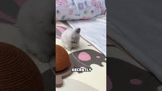 This Rabbit Has Girlfriend Energy! 🐰😂