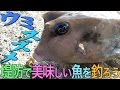 堤防で美味しい魚を釣ろう ウミスズメ