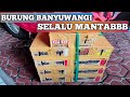 bongkar paket burung langka banyuwangi plus info harga ambilnya...