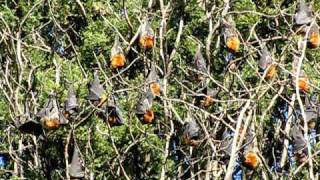Flying Foxes (Bats), Royal Botanical Gardens, Sydney, Australia
