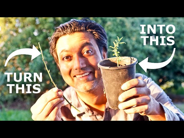 Easiest Way to Grow Blueberry Plants from Cuttings class=