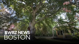 Removal of historic tree in Belmont delayed after bird's nest found