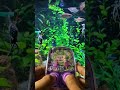 Labubu Water Gamebot #gaming #squidgame #satisfyingvideo #satisfying #toys