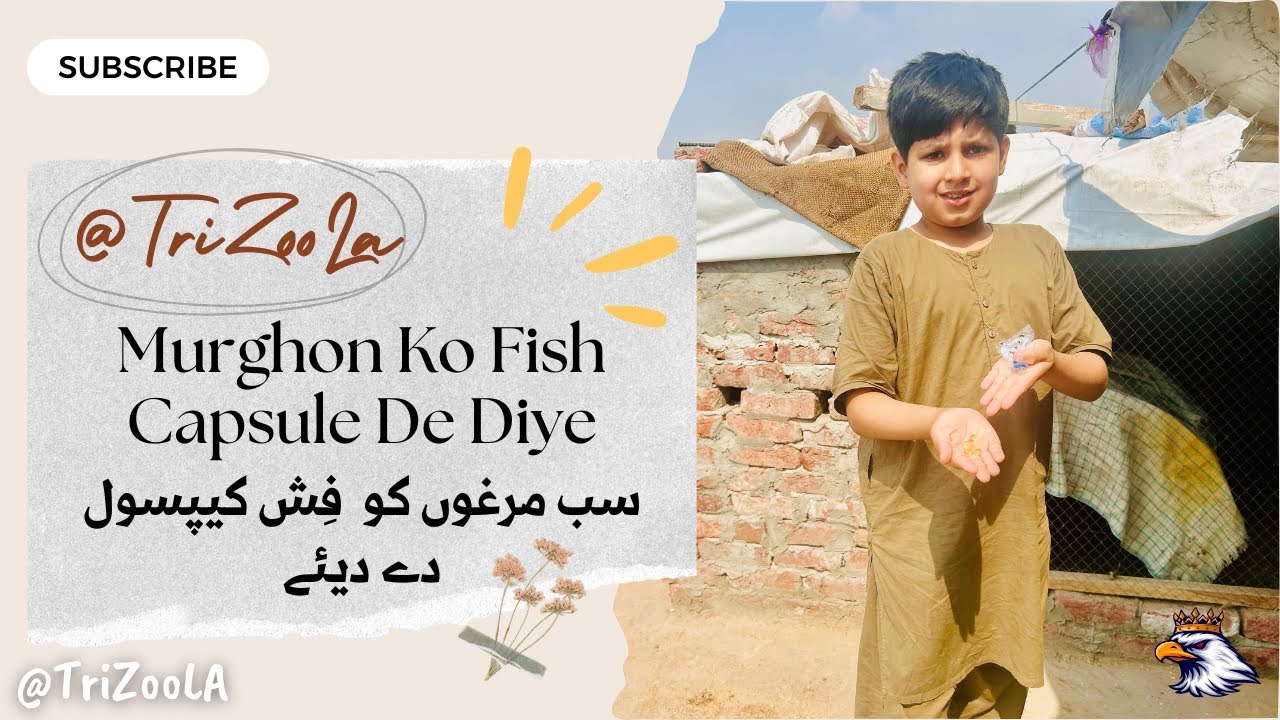 Sab Murghon Ko Fish Capsule De Diye 😎Must Water 🤞🏻TriZooLa 🦅🦅