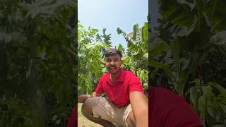 Moringa ke patte chhote se patte bade bade fayde #Moringa #desifoodie #healthylifestyle #lifestyle