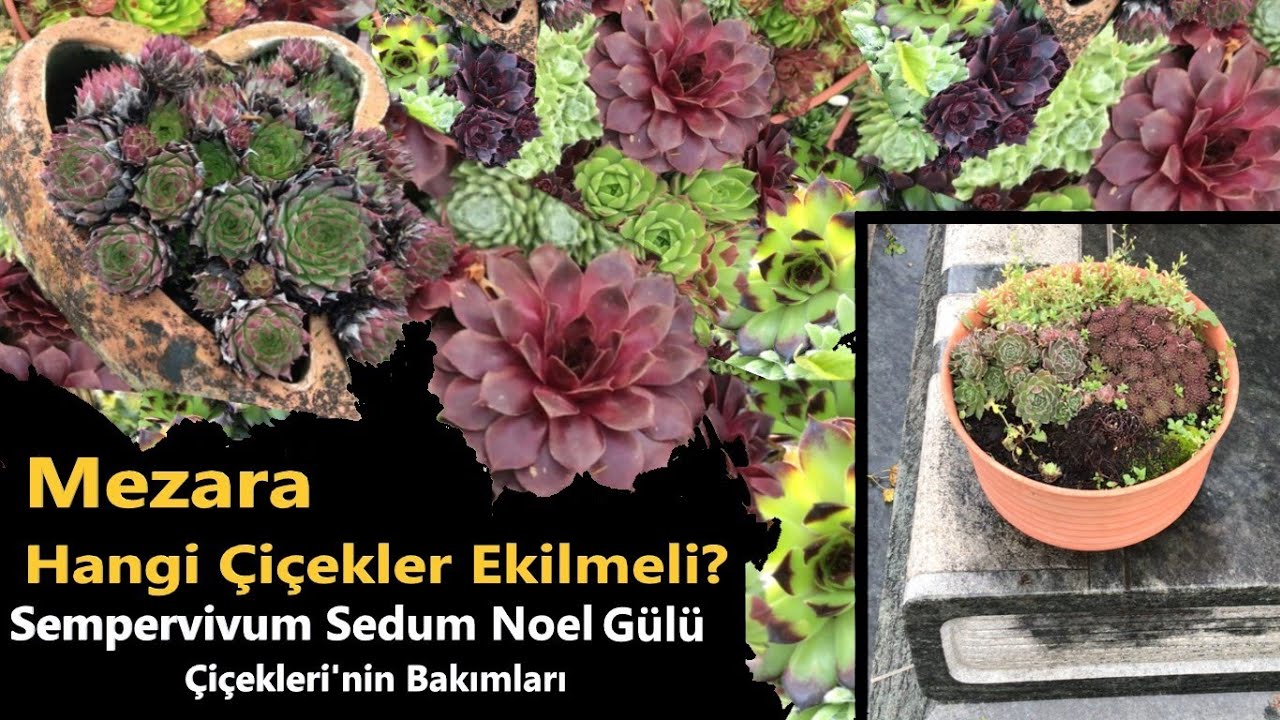 MEZARLIK ÇİÇEĞİ SEMPERVİVUM - Örtücü Yaz Kış Dayanıklı Mezarlık Türü - Hangi Çiçekler Nasıl Ekilir?