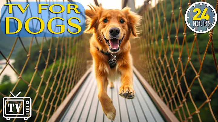24 Hours of Best Fun & Relaxing TV for Dogs! Dog TV - Prevent Boredom & Anxiety with Music for Dogs!