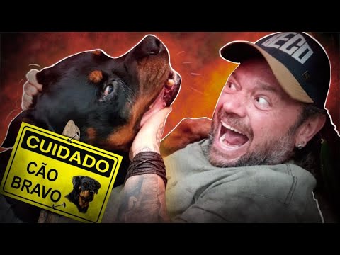 Vídeo: Os Rottweilers são perigosos ou eles fazem bons animais de estimação?