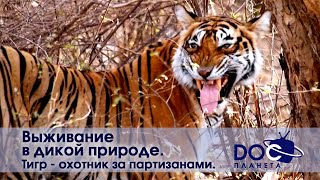 Выживание в дикой природе - Часть 1.Тигр - охотник за партизанами   - Документальный фильм