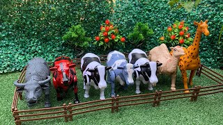 Wadidau...!!! Proses Potong Sapi Kurban | Oleng Tejo #sapi