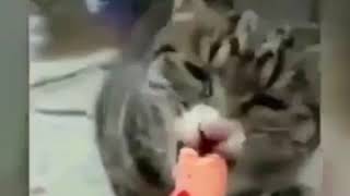 Kucing menangis saat dikasih makanan