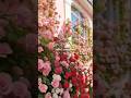 Climbing rose plant Gulab ki bel #climbing rose#new #plants