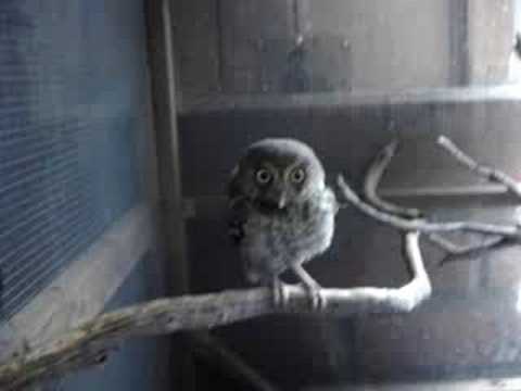 Elf Owl 