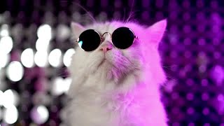 Cat-Nam Style. A Gangnam Style Parody By Cats