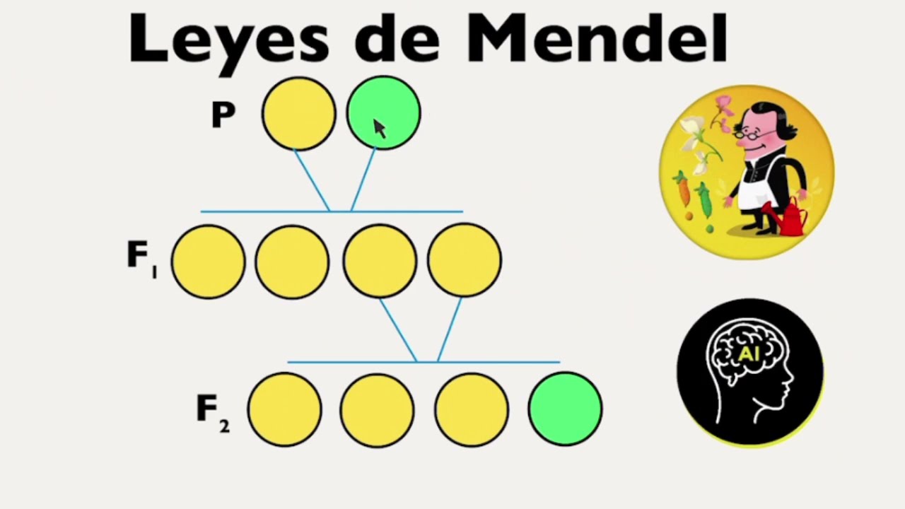 Leyes De Mendel Principio De Uniformidad Principio De La Segregacion