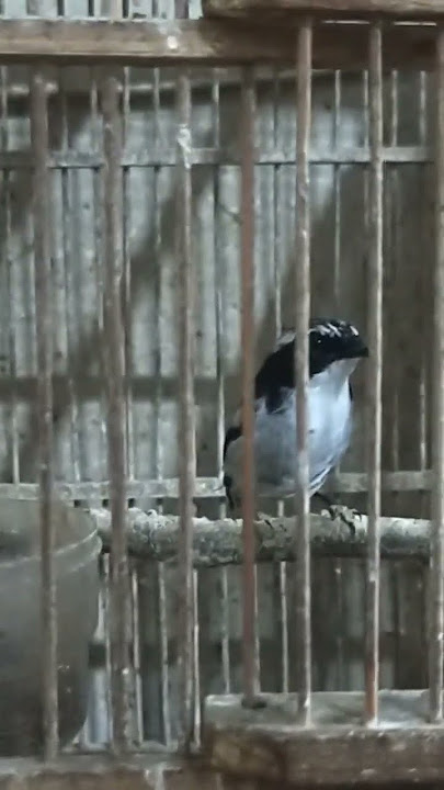 warna burung mungil ini cantik sekali #hitamputih