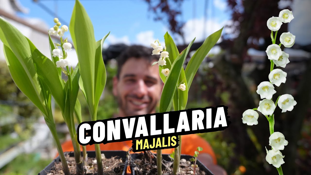 10 Rizomi Di Mughetto - Convallaria Majalis Per Giardinaggio, Fiori Profumati Da Piantare - Foto 4